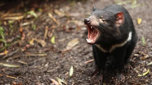 The Crocodile Hunter, Season 2 Episode 6 image