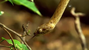 Earth Odyssey with Dylan Dreyer, Season 4 Episode 32 image