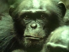 The Trials of Life, Season 1 Episode 4 image