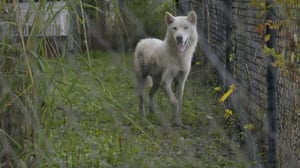 Pit Bulls and Parolees, Season 12 Episode 1 image