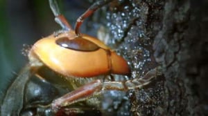 Natural World, Season 25 Episode 9 image