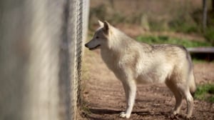 The Vet Life, Season 4 Episode 4 image