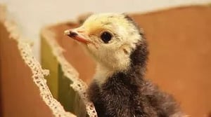 America's Heartland, Season 8 Episode 19 image