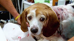 Dr. Jeff: Rocky Mountain Vet, Season 1 Episode 7 image