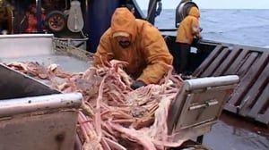Deadliest Catch, Season 1 Episode 9 image