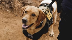 Hawaii Five-O, Season 8 Episode 2 image