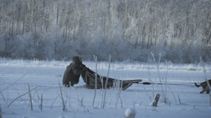Life Below Zero, Season 7 Episode 5 image