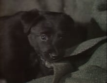 All Creatures Great & Small, Season 1 Episode 2 image