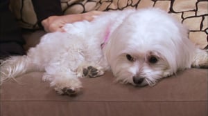 It's Me or the Dog, Season 2 Episode 11 image