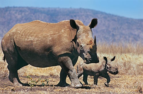 Growing Up...  Rhino - Rhinoceros mother and baby.