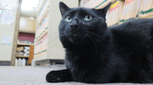 The Incredible Dr. Pol, Season 13 Episode 9 image