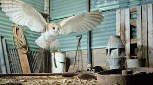 Tiny Creatures, Season 1 Episode 4 image