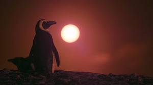 Penguin Town, Season 1 Episode 3 image