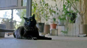 My Cat from Hell, Season 10 Episode 4 image