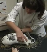 Teletubbies, Season 1 Episode 51 image