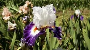 America's Heartland, Season 8 Episode 8 image