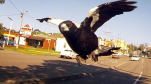 72 Dangerous Animals: Australia, Season 1 Episode 3 image