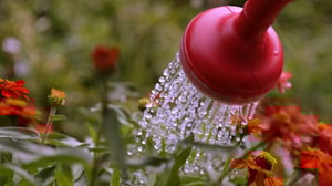 Ageless Gardens, Season 1 Episode 2 image