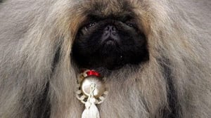 Nature, Season 25 Episode 12 image