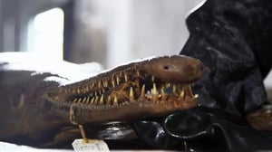 Beasts of the Bayou, Season 1 Episode 2 image