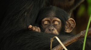 The Secret Lives of Animals, Season 1 Episode 2 image