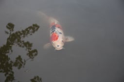 Jessie & the Gumboot Kids, Season 1 Episode 27 image