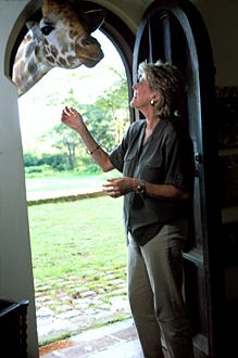 Nature "Tall Blondes" - Lynn Sherr bids good morning to a denizen of Giraffe Manor in Nairobi.
