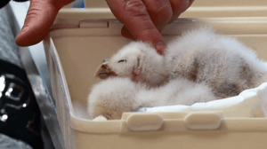 Lone Star Law, Season 5 Episode 10 image