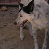 Dog Whisperer, Season 1 Episode 26 image