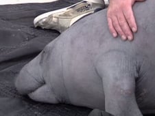 Sea Rescue, Season 1 Episode 4 image