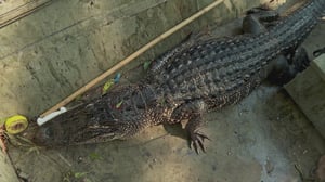 Swamp People, Season 15 Episode 13 image