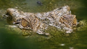 Explorer, Season 11 Episode 4 image