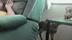 Funniest Pets & People, Season 7 Episode 4 image