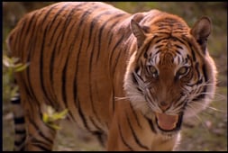 BeastMaster, Season 2 Episode 3 image