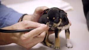 Hanging with the Hendersons, Season 1 Episode 4 image