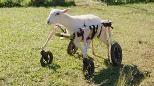 The Wizard of Paws, Season 2 Episode 8 image