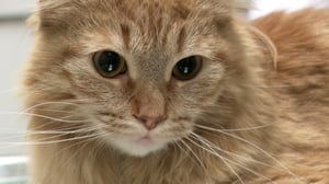 Vets Saving Pets, Season 2 Episode 11 image