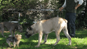 Dog Whisperer with Cesar Millan, Season 7 Episode 13 image