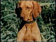 The Magical World of Disney, Season 10 Episode 20 image