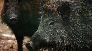 American River Renegades, Season 1 Episode 2 image