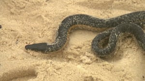 Bondi Vet, Season 4 Episode 9 image