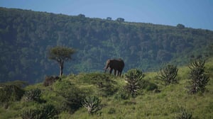 Ocean Treks with Jeff Corwin, Season 3 Episode 25 image