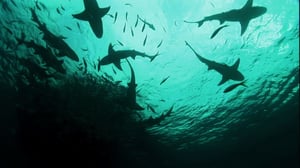 I Was Prey, Season 1 Episode 5 image