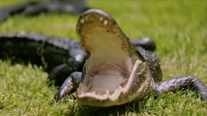 Gator Boys, Season 5 Episode 4 image