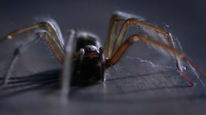 Infested!, Season 1 Episode 1 image