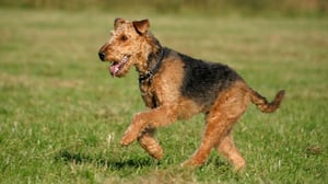 Breed All About It, Season 4 Episode 5 image