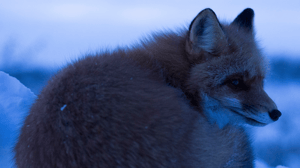 Life Below Zero, Season 5 Episode 3 image