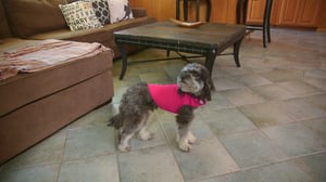 Lucky Dog, Season 2 Episode 14 image