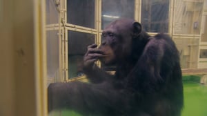 Chris Packham's Animal Einsteins, Season 1 Episode 1 image