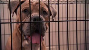 It's Me or the Dog, Season 1 Episode 2 image